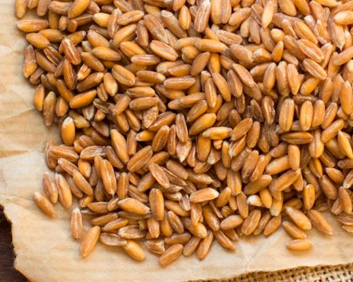 Petit Épeautre : Ses Bienfaits et Idées de Recettes